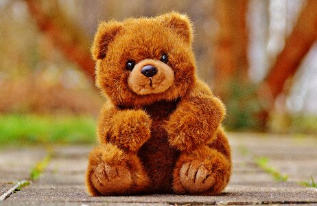 Stuffed animal teddy bear brown bear photo