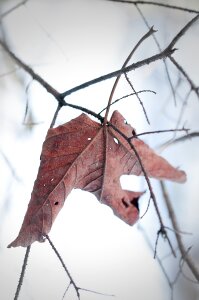 Leaves brown nature