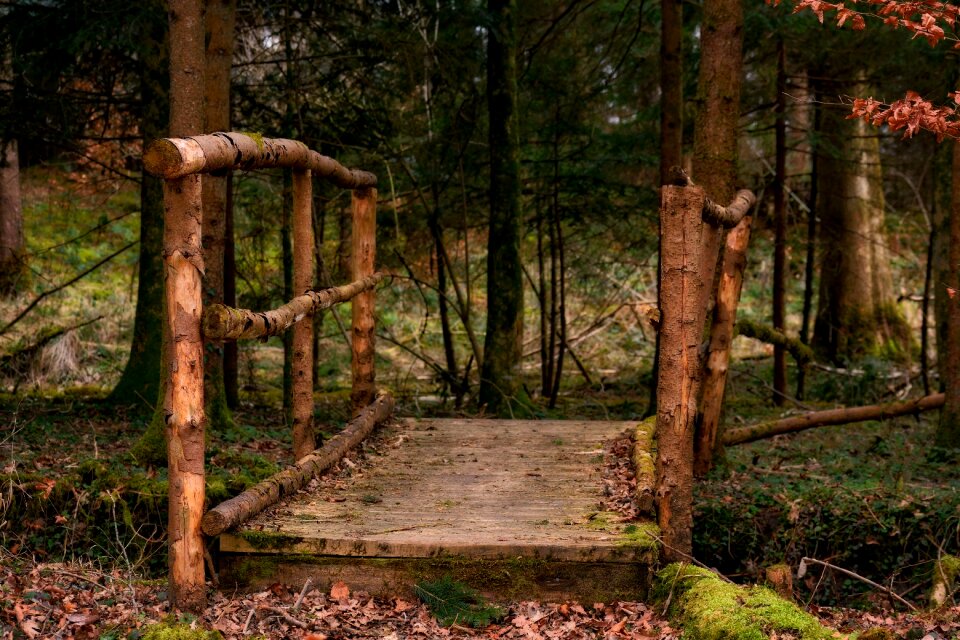 Boardwalk old nature