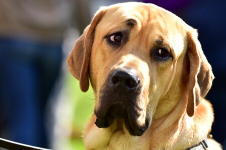 Labrador lab domestic photo