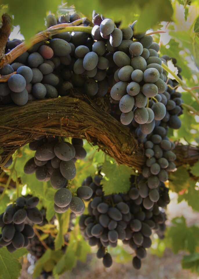 Winery fruit harvest