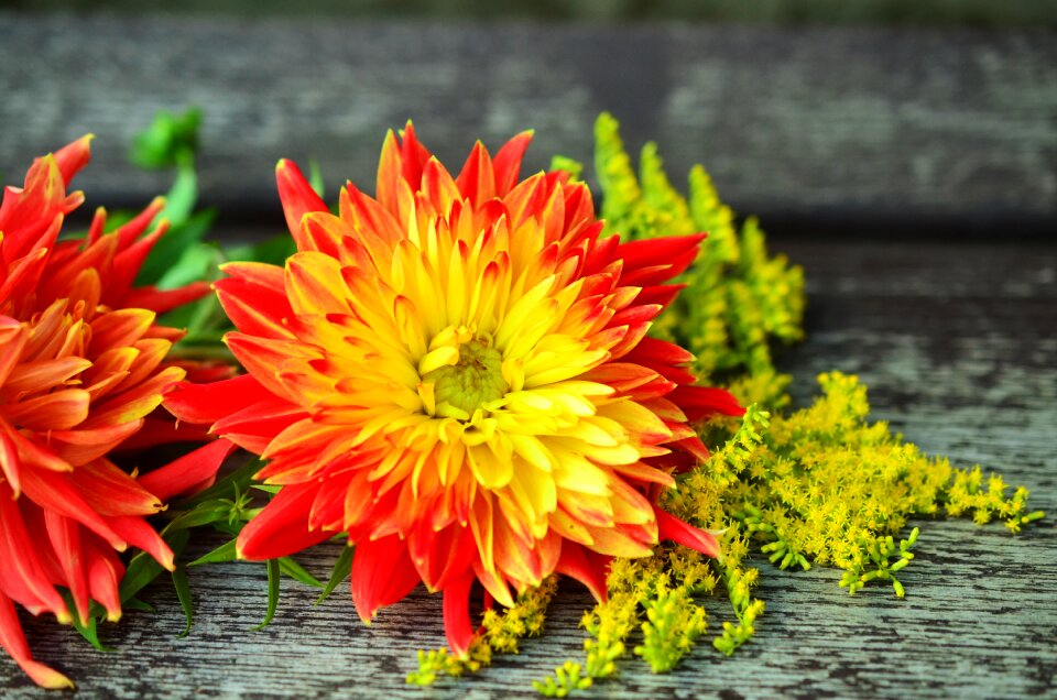 Dahlia autumn golden rod