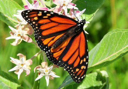 Bloom insect wings photo