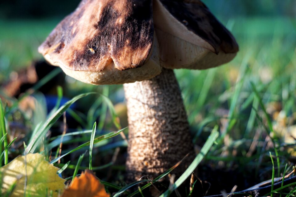Autumn moist mushroom picking