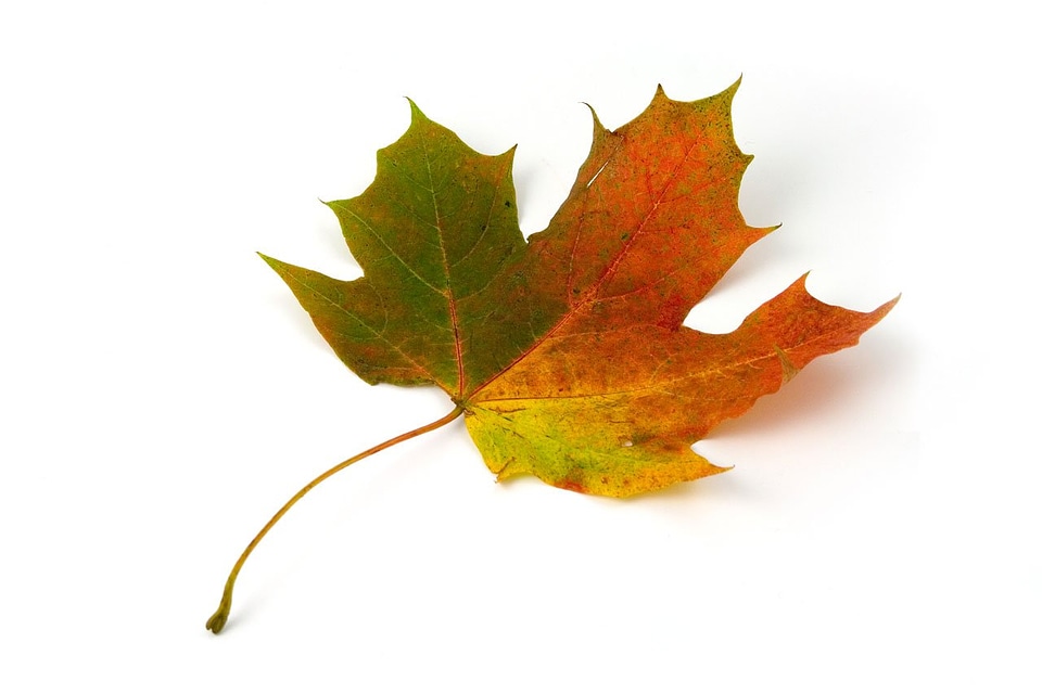 Autumn fall colorful