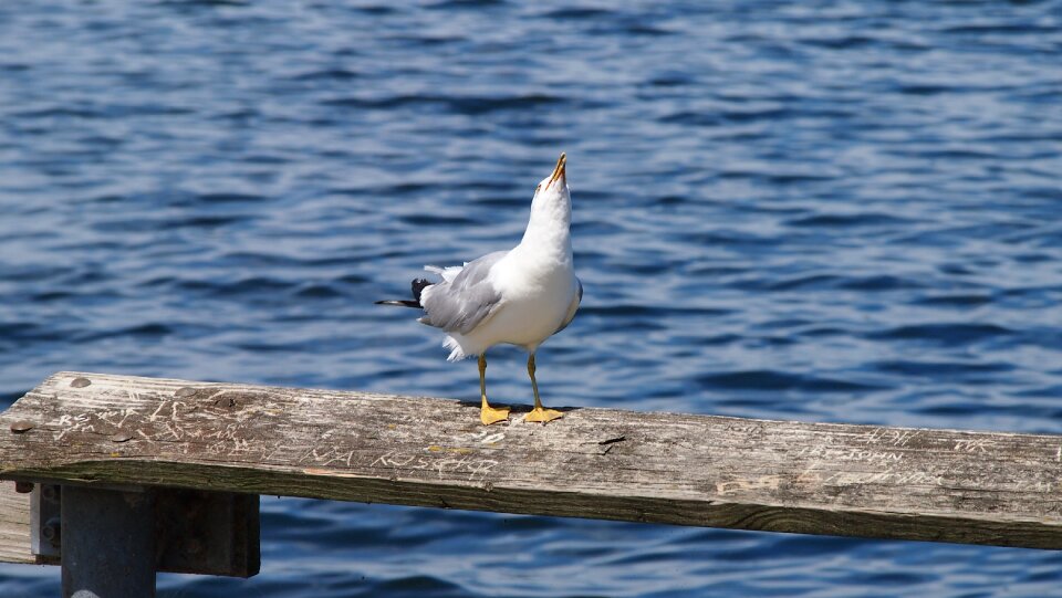 Seevogel port animal photo