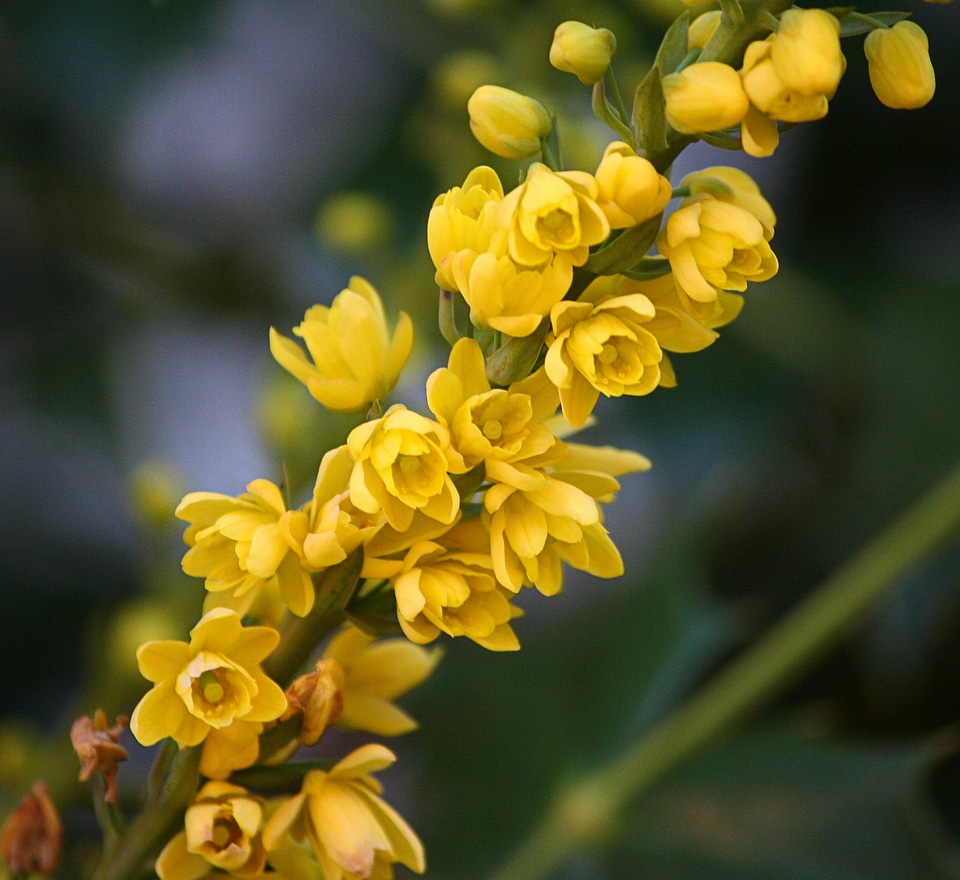 Floral plant natural