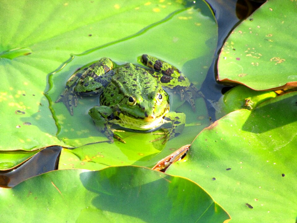 Amphibian creature water