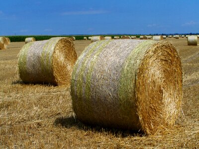 Straw bales harvested crops agriculture