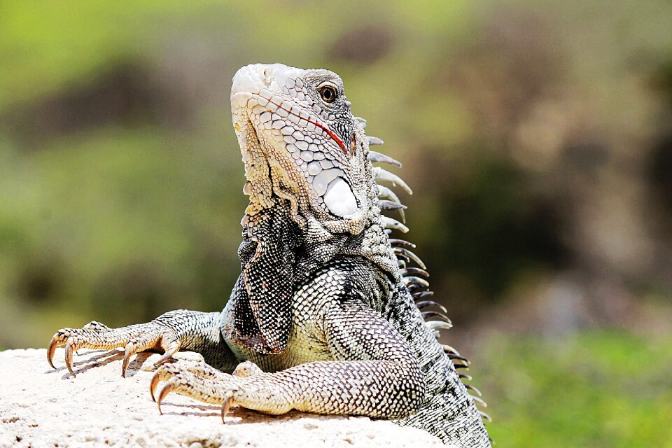 Nature animal animals