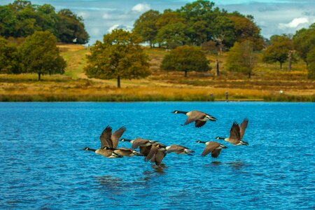 Birds years country