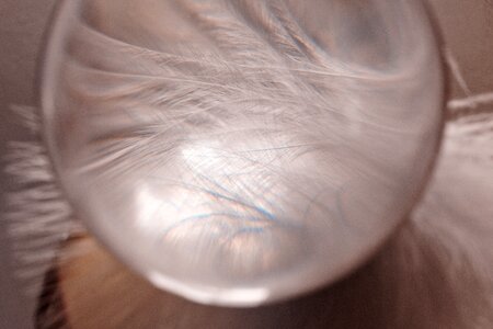 Airy plumage bird feather photo