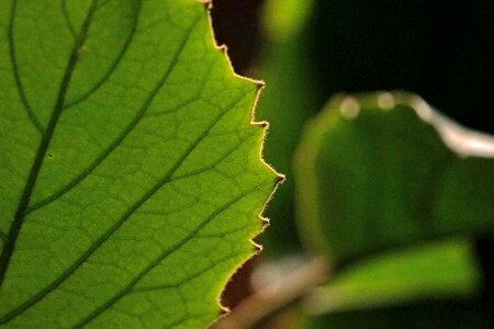 Detail green leaf plant photo