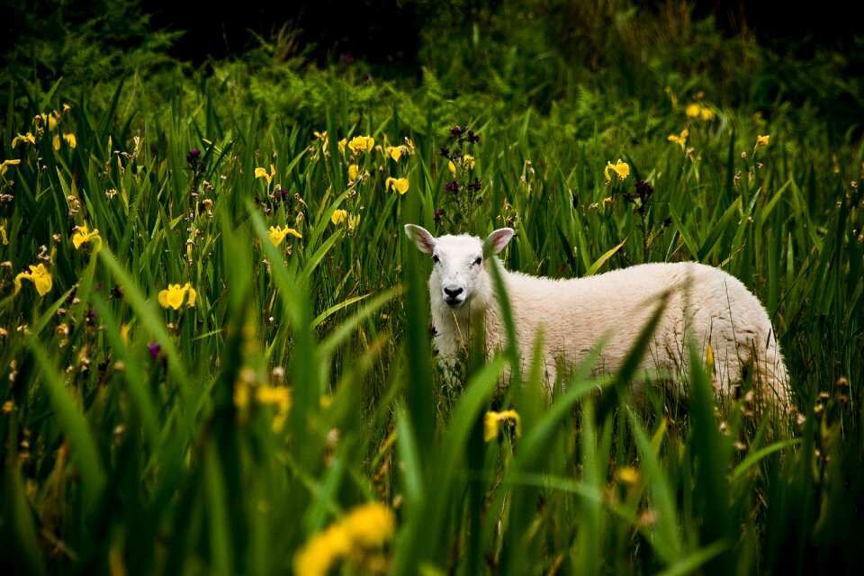 Irish lamb landscape