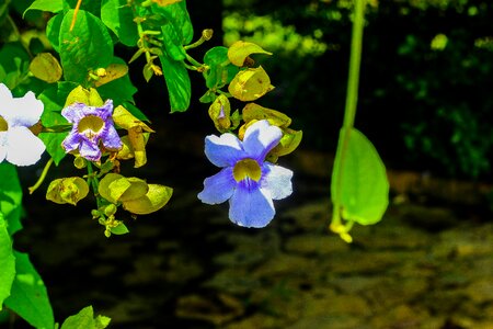 Flowers nature garden