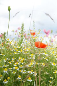 Summer chamomile plant