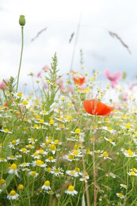 Summer chamomile plant photo