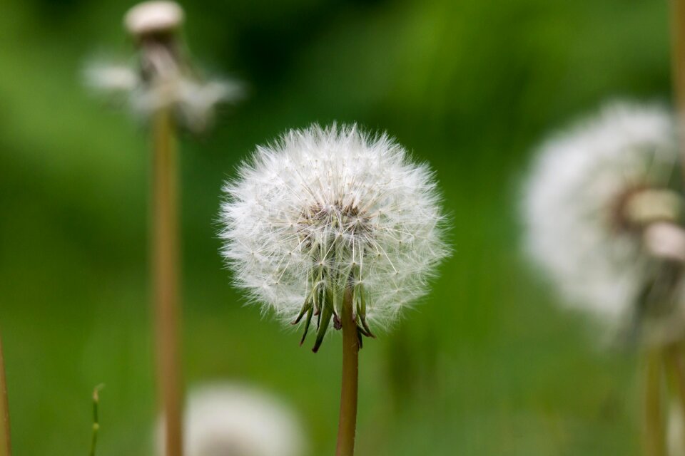 Multiplication reproduction spring