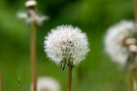 Multiplication reproduction spring