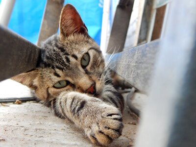 Cat pet rest