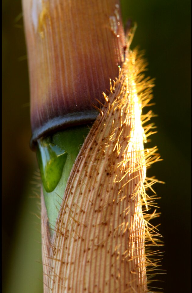 Culm stem sheath