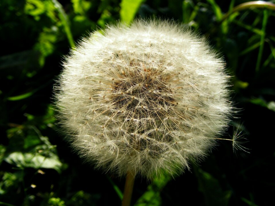 Dandelion faded Free photos