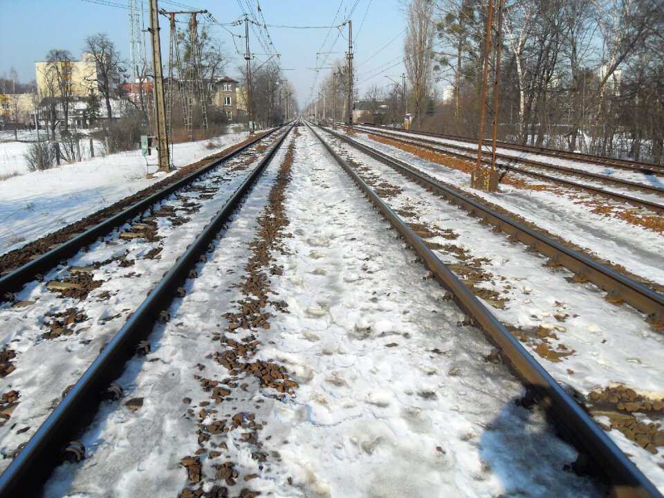 Tracks trees nature photo