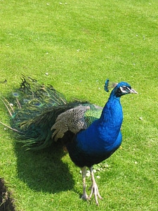 Majestic bird animal