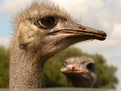 Ostrich animal creature photo