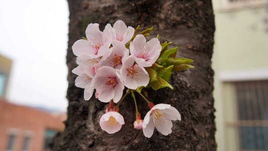 Wood flowers pink