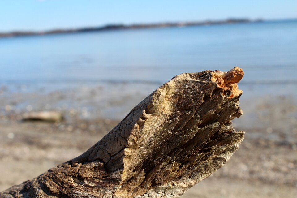 Beach baltic sea drift wood