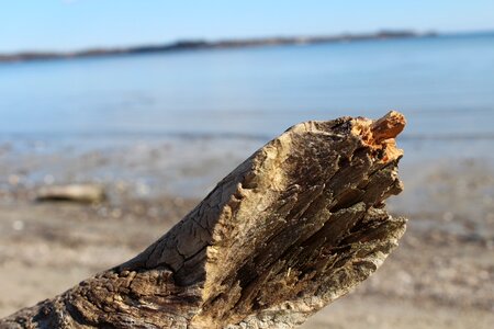 Beach baltic sea drift wood photo