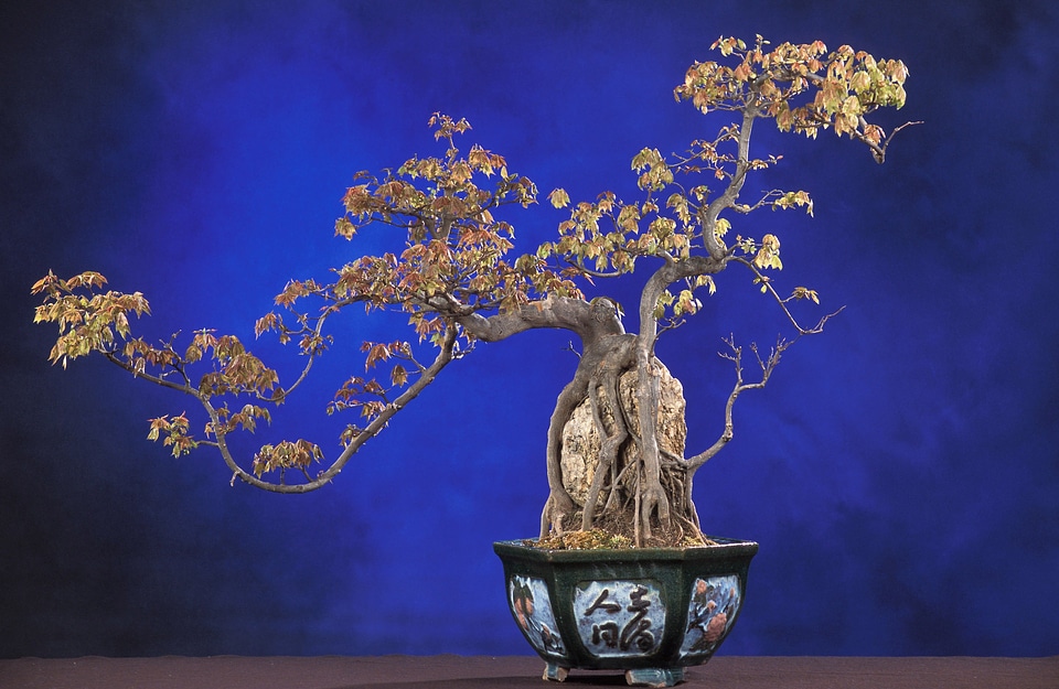 Tree ornamental plant potted plant