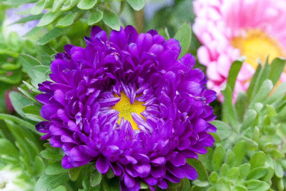 Nature flowers blossom