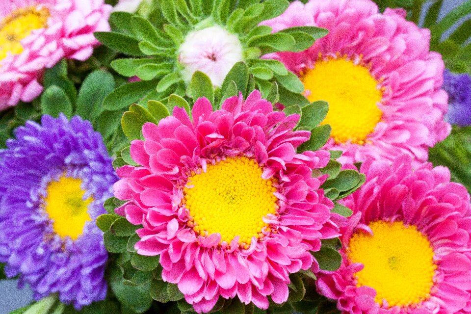 Nature flowers blossom