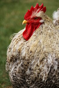 Gockel bird farm photo