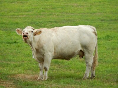 Cow prairie field
