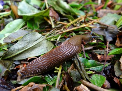 Crawl mollusk brown