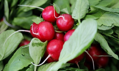 Radishes vegetables market photo