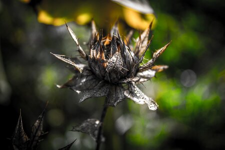 Withered drought nature photo