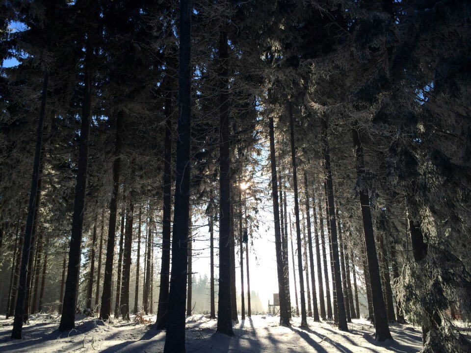 Forest snowy wintry
