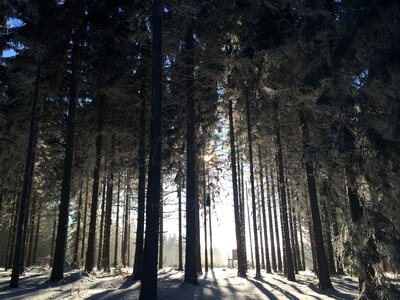 Forest snowy wintry