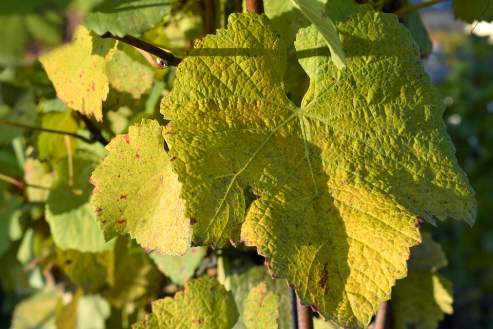 Winegrowing autumn green