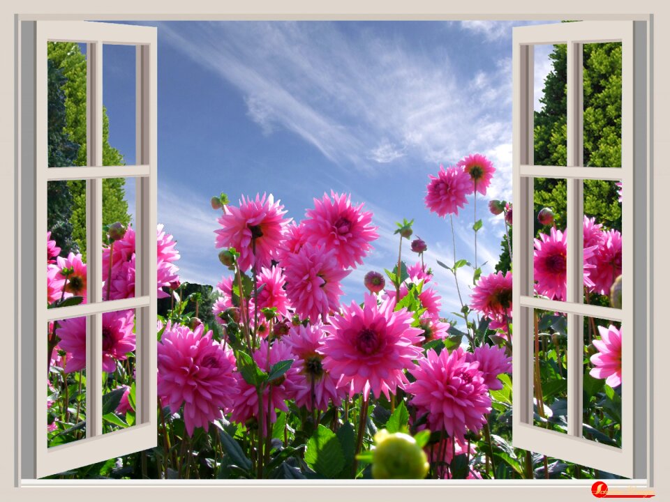 Dahlias flowers window