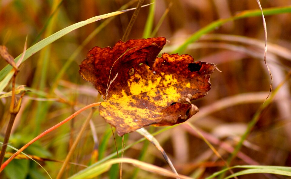 Autumn fall foliage fall color