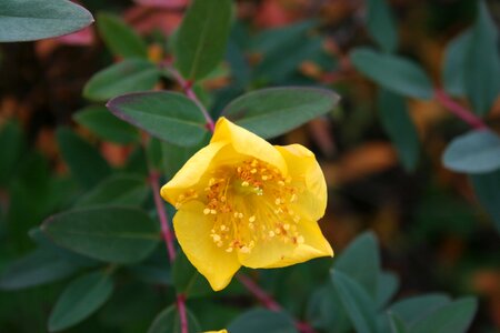 Yellow flower bush garden
