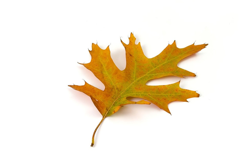 Autumn fall colorful