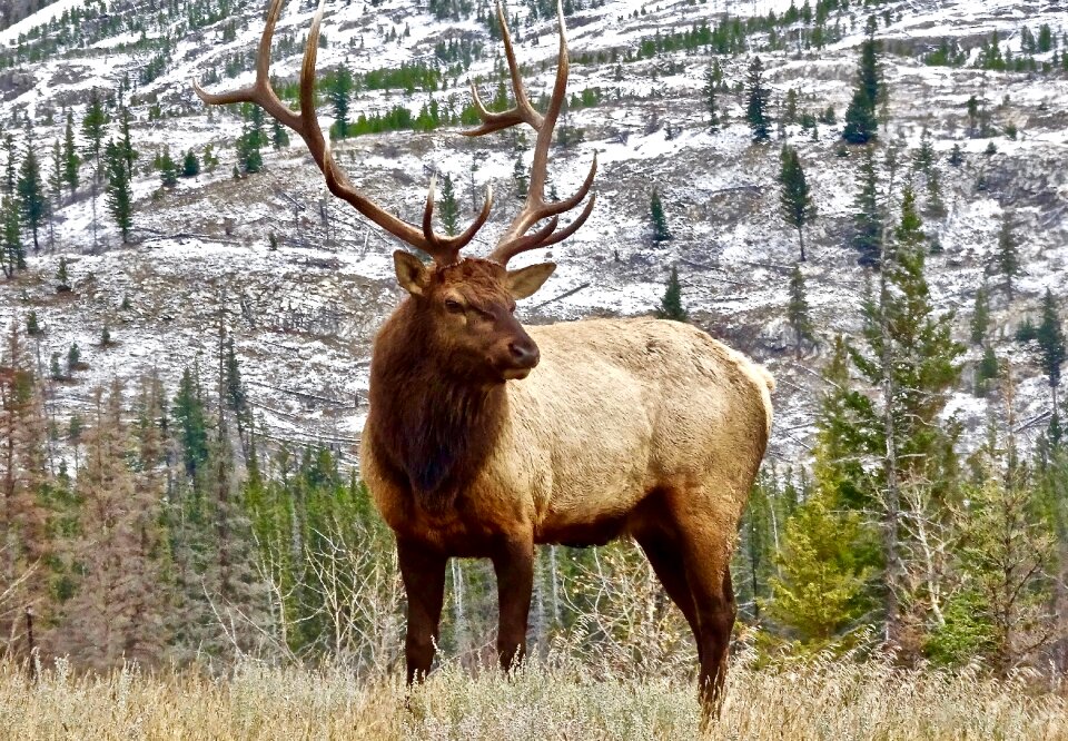 Male wilderness wildlife