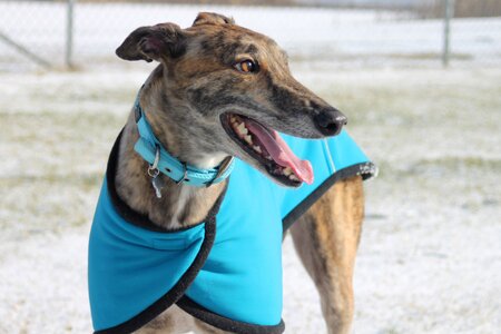 Pet animal hound