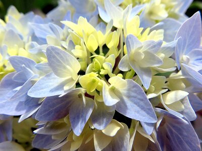 Flower blue hydrangea